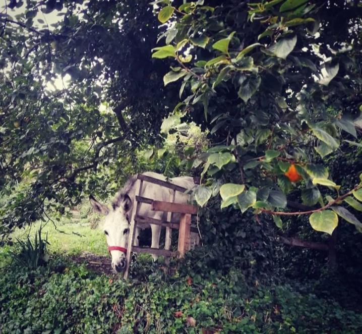 La Casa Di Mo Villa Albisola Superiore Esterno foto